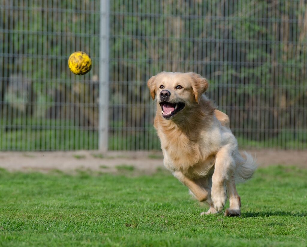 golden retriever, animal shelter, dog boarding